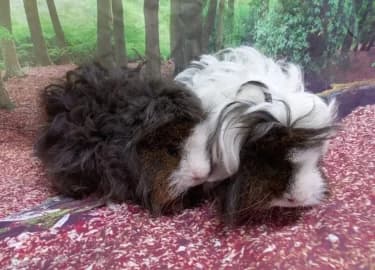 Floof & Chocolate, male Mixed Breed for adoption at RSPCA Derby & District Branch