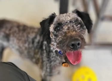 Ilsa, female 5yo Poodle for adoption at RSPCA Derby & District Branch