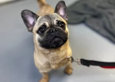 Jilly, female Pug for adoption at RSPCA Derby & District Branch