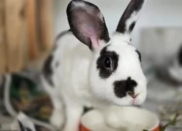 Kiki, female mixed breed for adoption at RSPCA Derby & District Branch