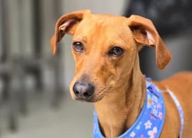 Lady T, female Dachshund for adoption at RSPCA Derby & District Branch