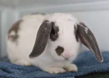 Mike, male mixed breed for adoption at RSPCA Derby & District Branch