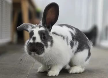 Ruby, female mixed breed for adoption at RSPCA Derby & District Branch