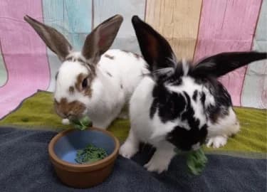 Salt & Pepper, male mixed breed for adoption at RSPCA Derby & District Branch