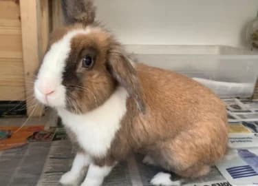 Smokey, male 6yo mixed breed for adoption at RSPCA Derby & District Branch