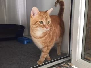 Cats For Adoption, mixed breed for adoption at RSPCA East Berkshire Branch