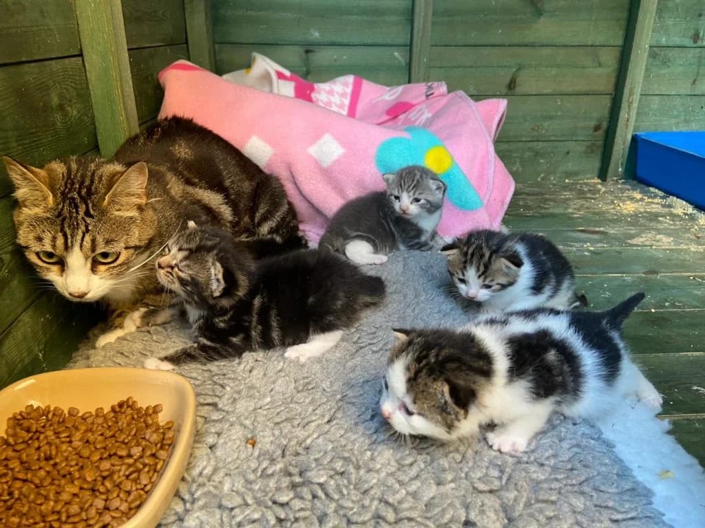 Cats For Adoption, mixed breed for adoption at RSPCA East Berkshire Branch