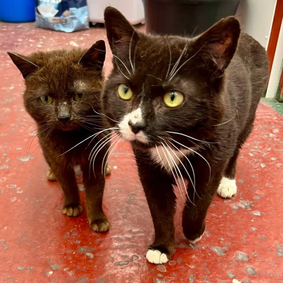 Cats For Adoption, male 5yo Mixed Breed Cat for adoption at RSPCA East Berkshire Branch