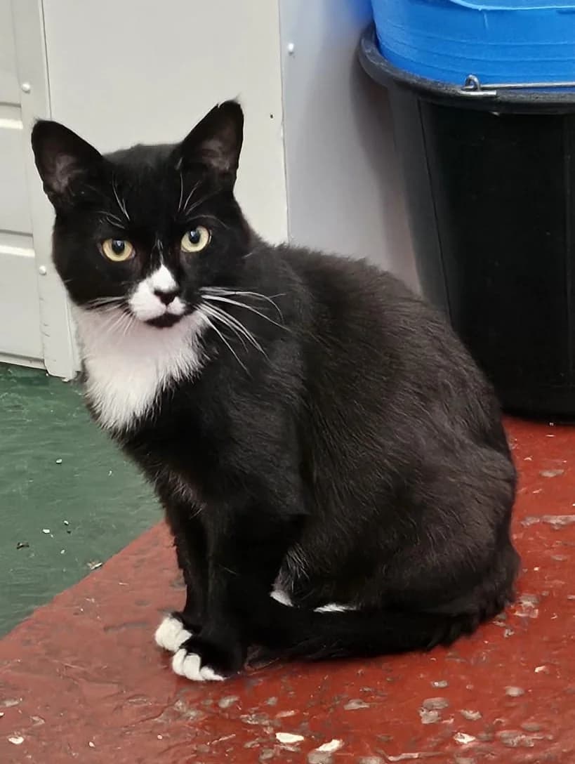Cats For Adoption, male 5yo Mixed Breed Cat for adoption at RSPCA East Berkshire Branch