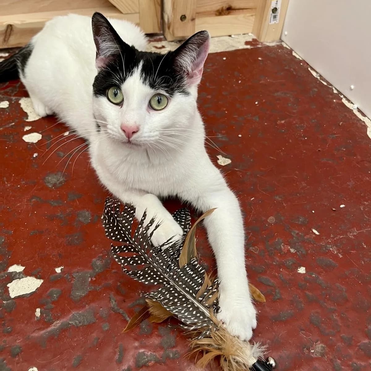 Cats For Adoption, male young Mixed Breed Cat for adoption at RSPCA East Berkshire Branch