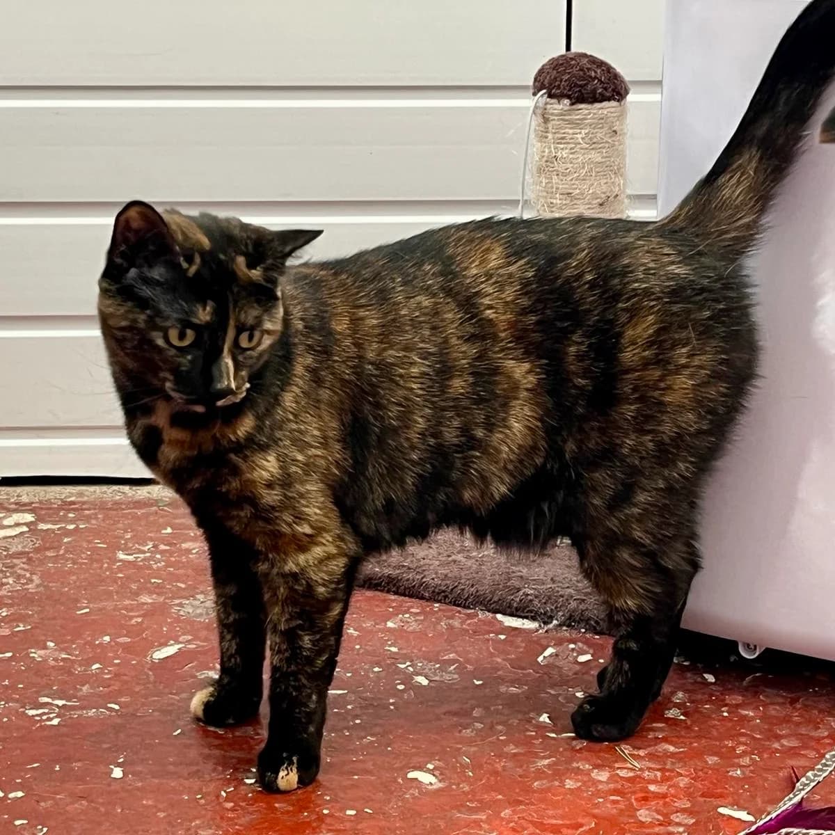 Cats For Adoption, male young Mixed Breed Cat for adoption at RSPCA East Berkshire Branch