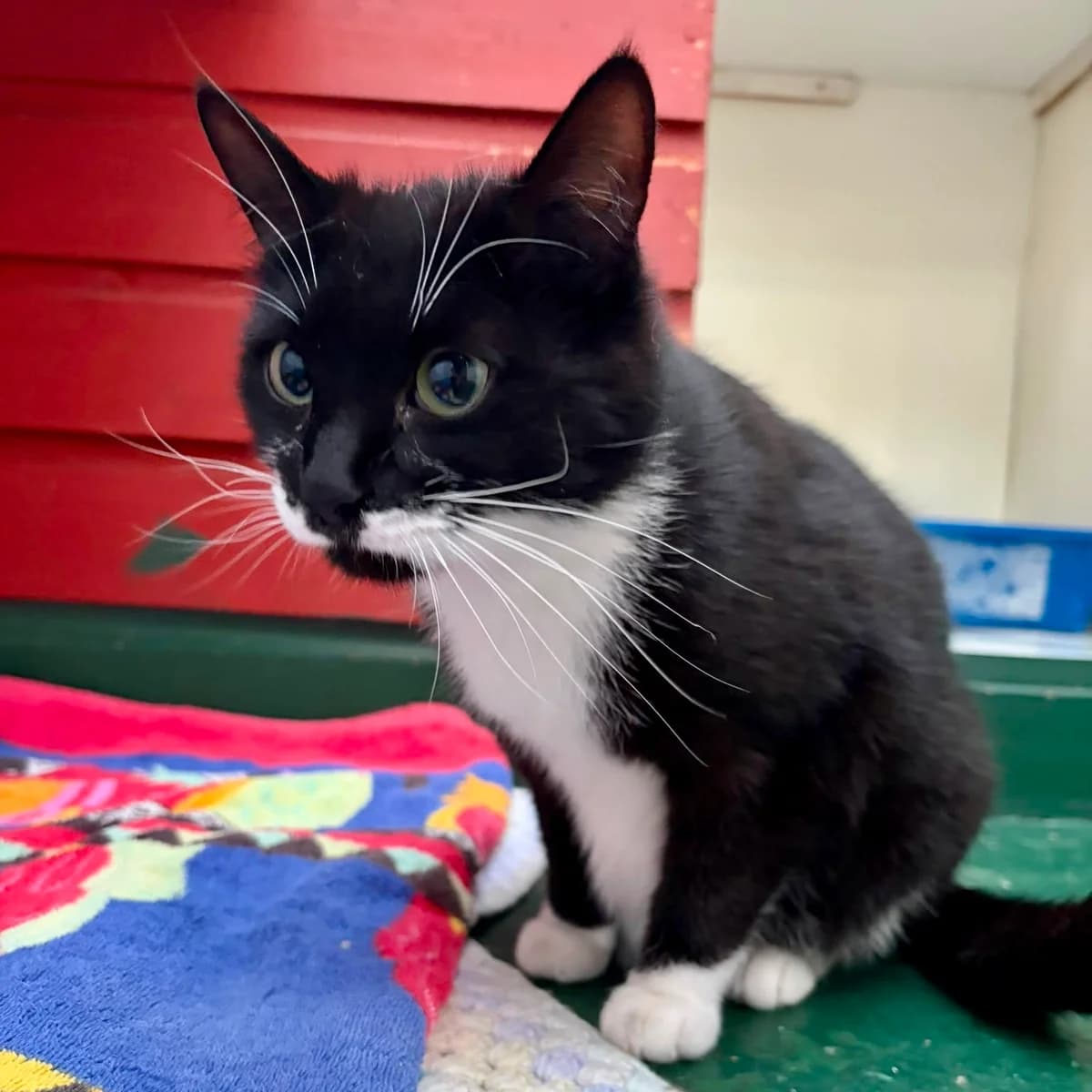 Cats For Adoption, male young Mixed Breed Cat for adoption at RSPCA East Berkshire Branch