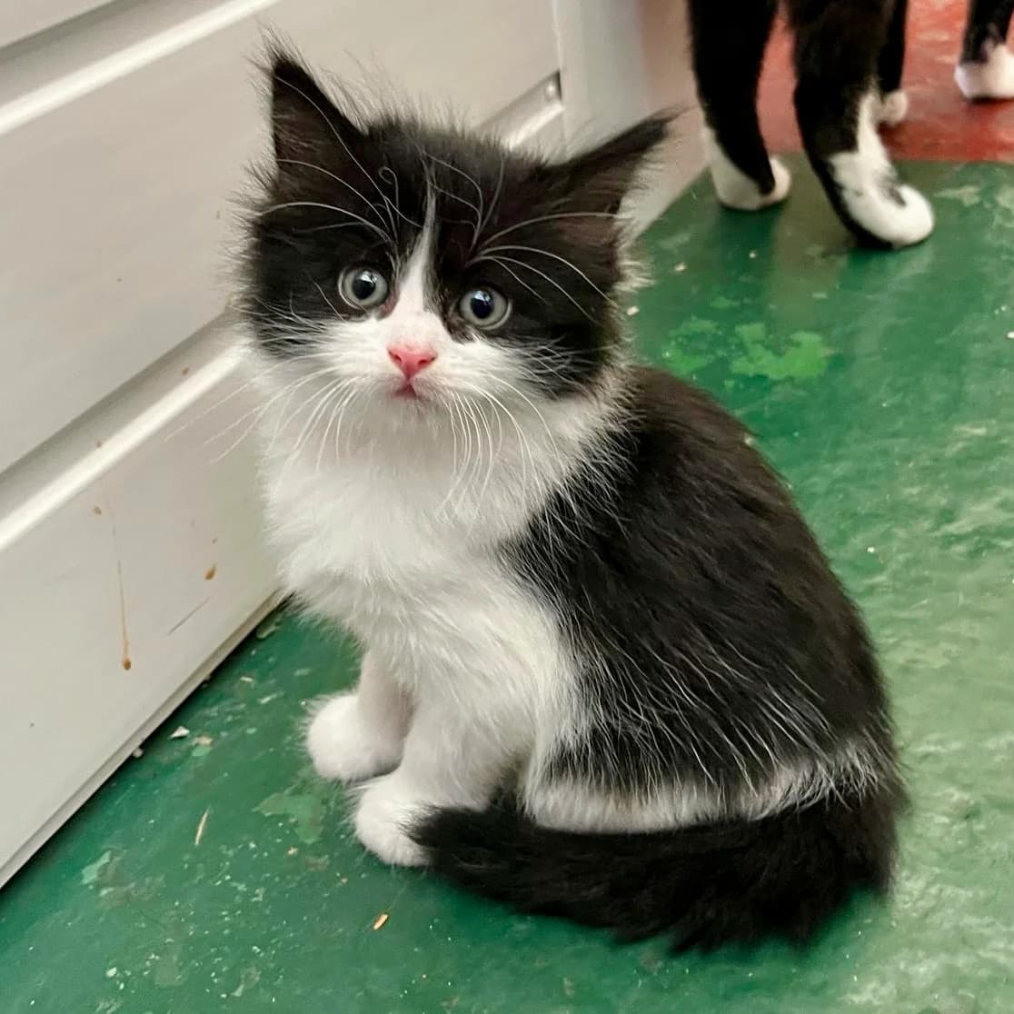 Cats For Adoption, male puppy Mixed Breed Cat for adoption at RSPCA East Berkshire Branch
