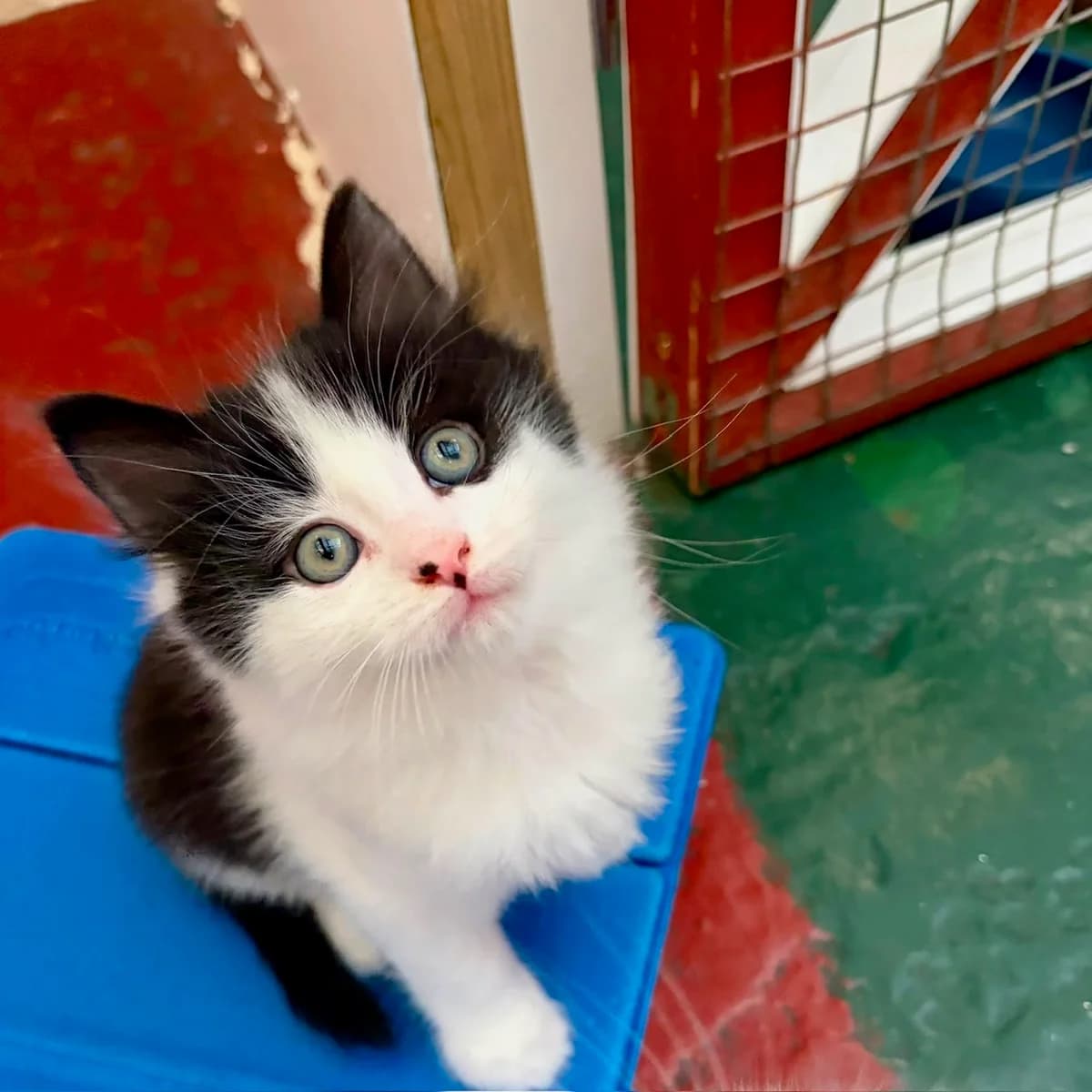 Cats For Adoption, male puppy Mixed Breed Cat for adoption at RSPCA East Berkshire Branch