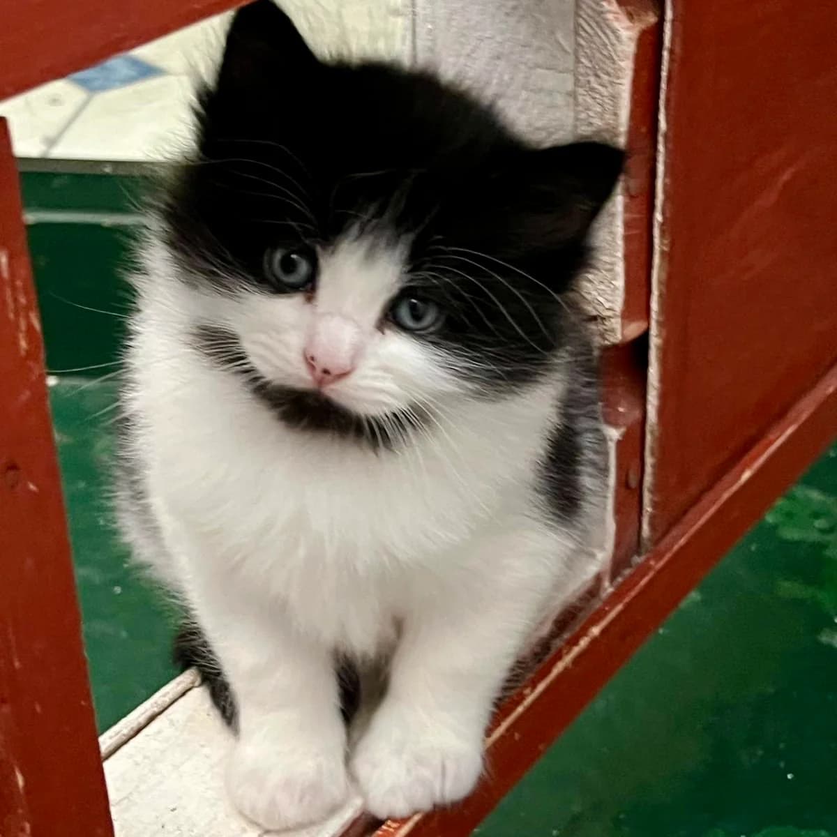 Cats For Adoption, male puppy Mixed Breed Cat for adoption at RSPCA East Berkshire Branch