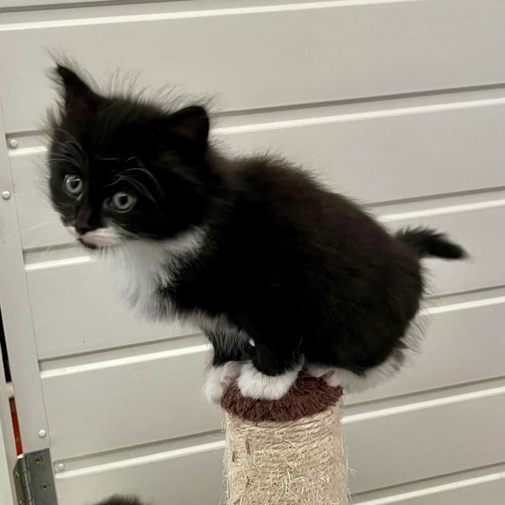 Cats For Adoption, male puppy Mixed Breed Cat for adoption at RSPCA East Berkshire Branch