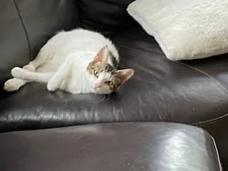 Cats For Adoption, male young Mixed Breed Cat for adoption at RSPCA East Berkshire Branch