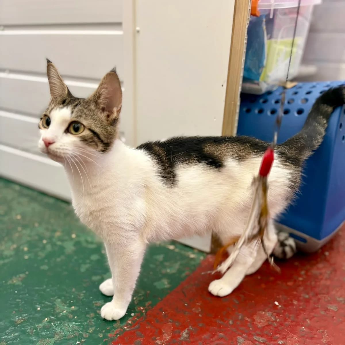 Cats For Adoption, male young Mixed Breed Cat for adoption at RSPCA East Berkshire Branch