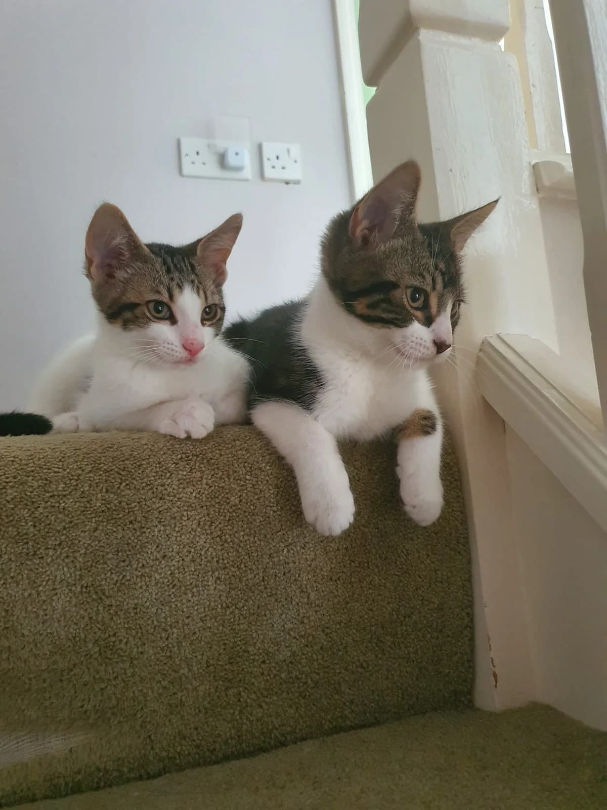 Cats For Adoption, male puppy Mixed Breed Cat for adoption at RSPCA East Berkshire Branch