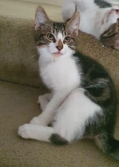 Cats For Adoption, male puppy Mixed Breed Cat for adoption at RSPCA East Berkshire Branch