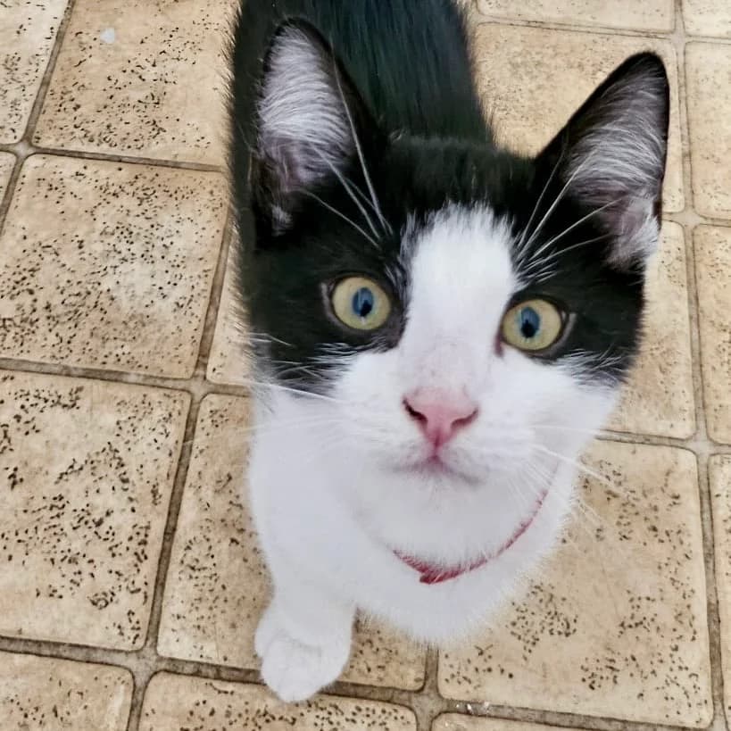 Cats For Adoption, male puppy Mixed Breed Cat for adoption at RSPCA East Berkshire Branch