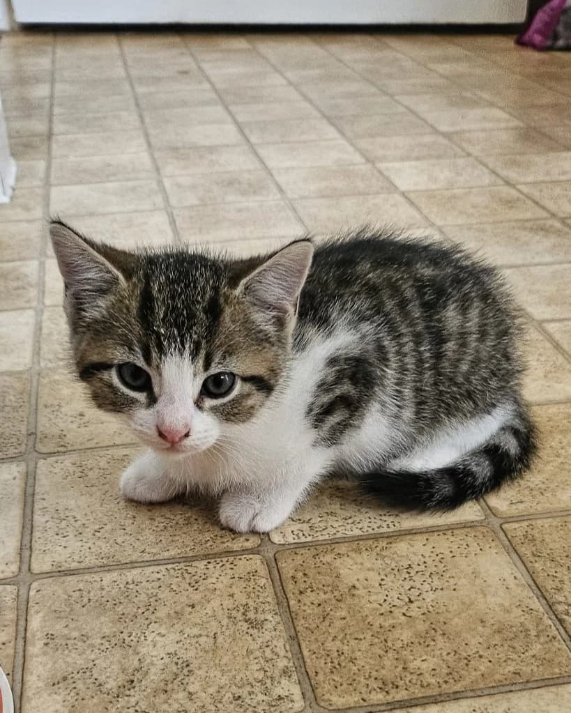 Cats For Adoption, male puppy Mixed Breed Cat for adoption at RSPCA East Berkshire Branch