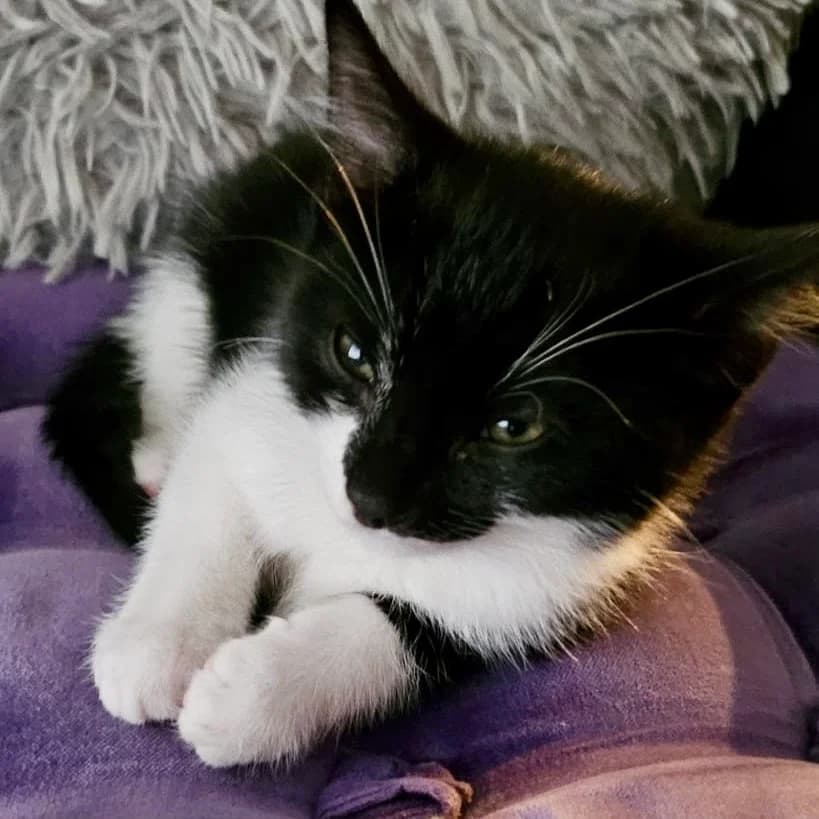 Cats For Adoption, male puppy Mixed Breed Cat for adoption at RSPCA East Berkshire Branch