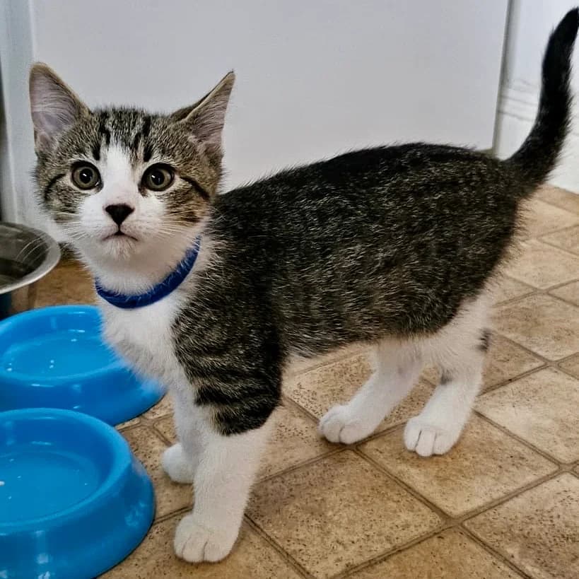 Cats For Adoption, male puppy Mixed Breed Cat for adoption at RSPCA East Berkshire Branch