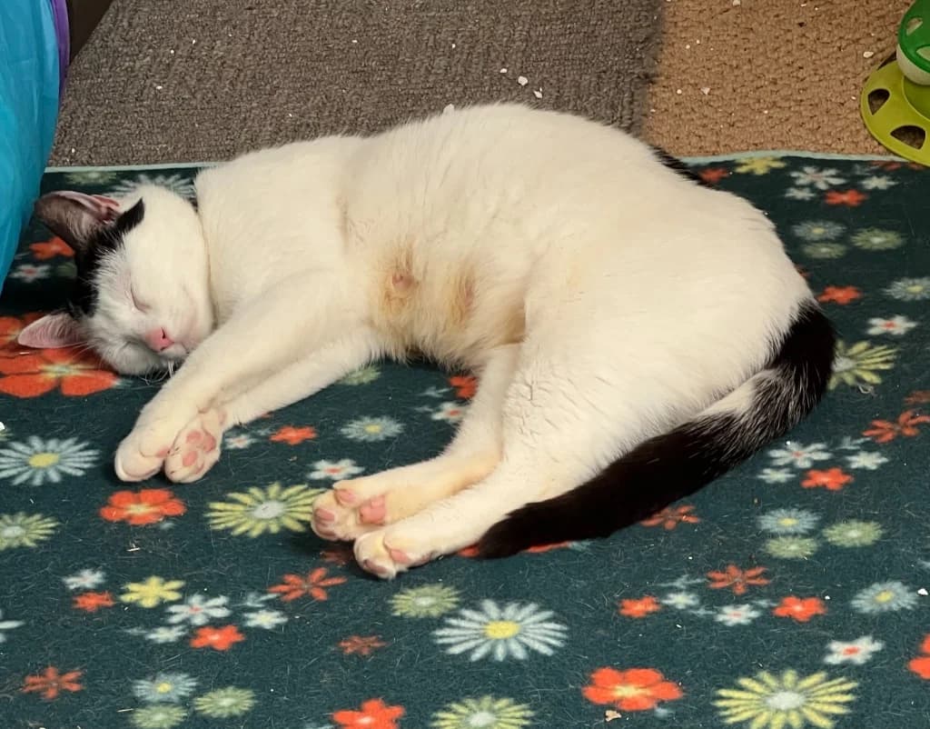 Sweetie, female Mixed Breed for adoption at RSPCA Lancashire East Branch