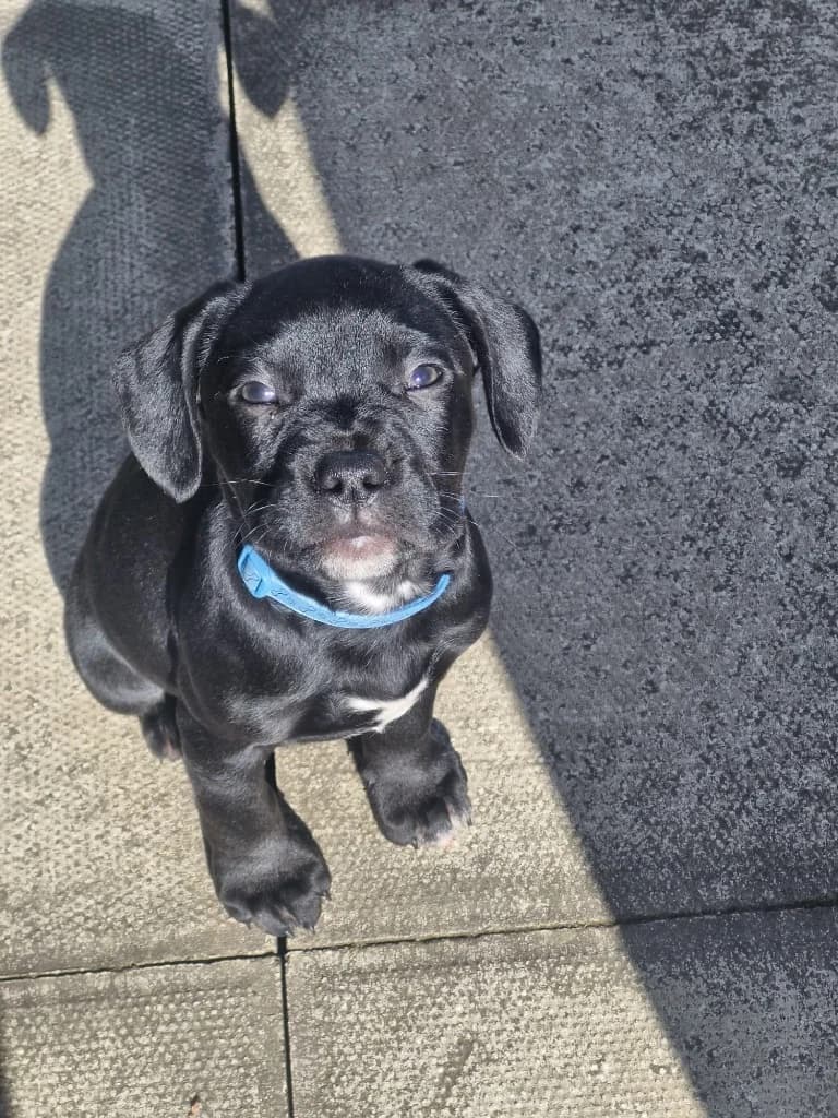 Loki, male Mixed Breed for adoption at RSPCA Lancashire East Branch