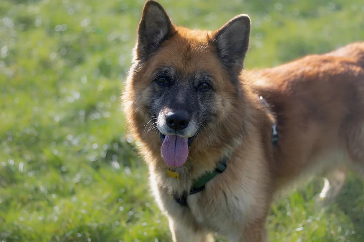 Woody, male Mixed Breed for adoption at RSPCA Lancashire East Branch