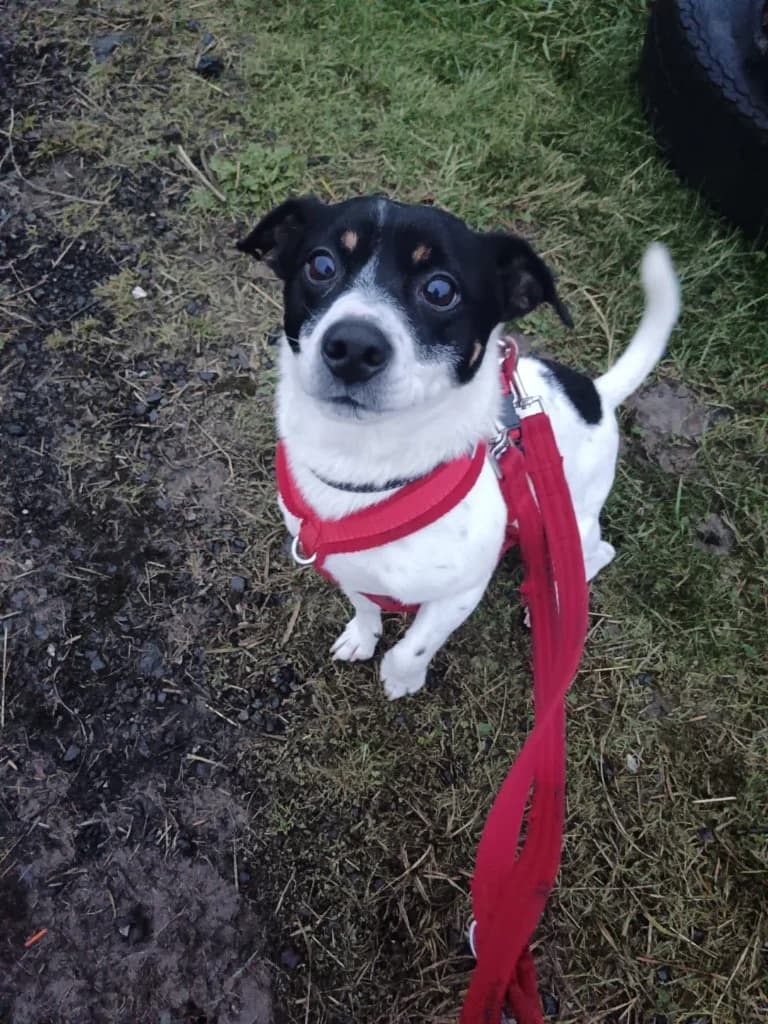 Rocky, male Mixed Breed for adoption at RSPCA Lancashire East Branch