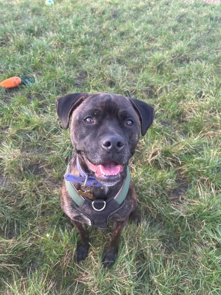 Milo, male Mixed Breed for adoption at RSPCA Lancashire East Branch