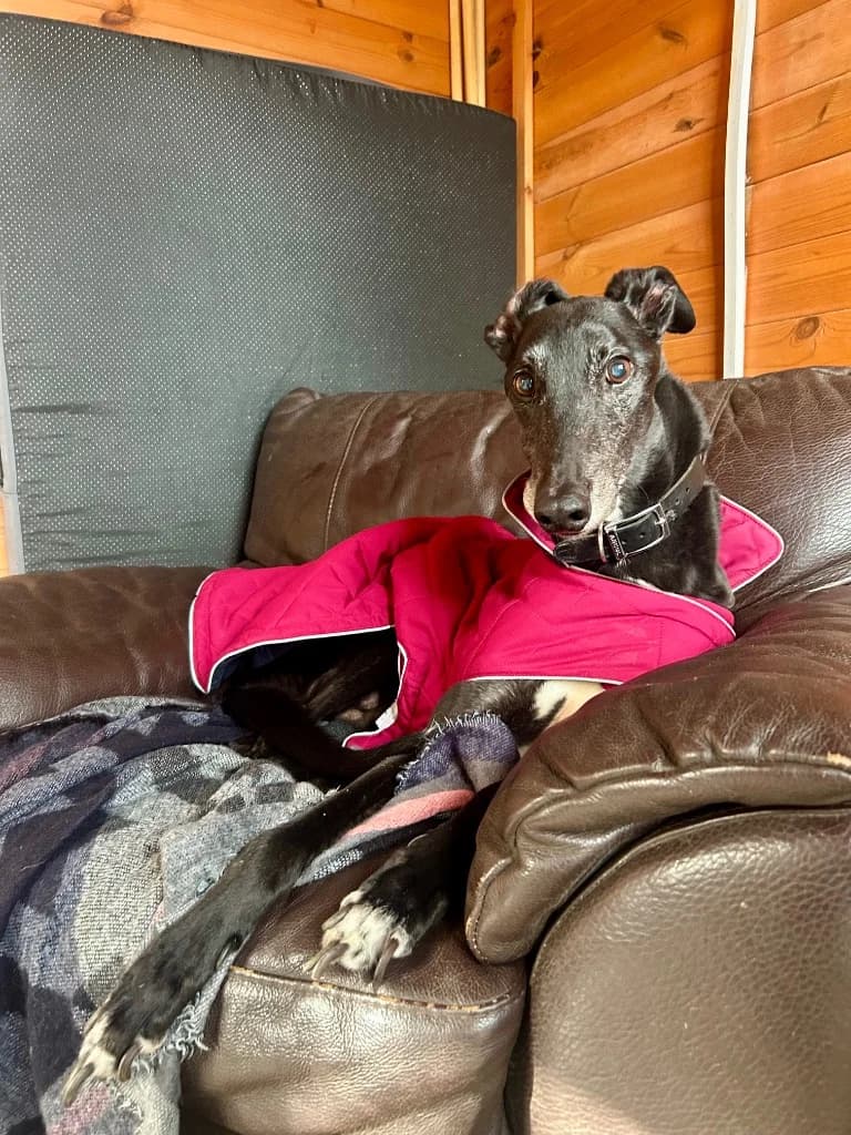 Boris, male Mixed Breed for adoption at RSPCA Lancashire East Branch