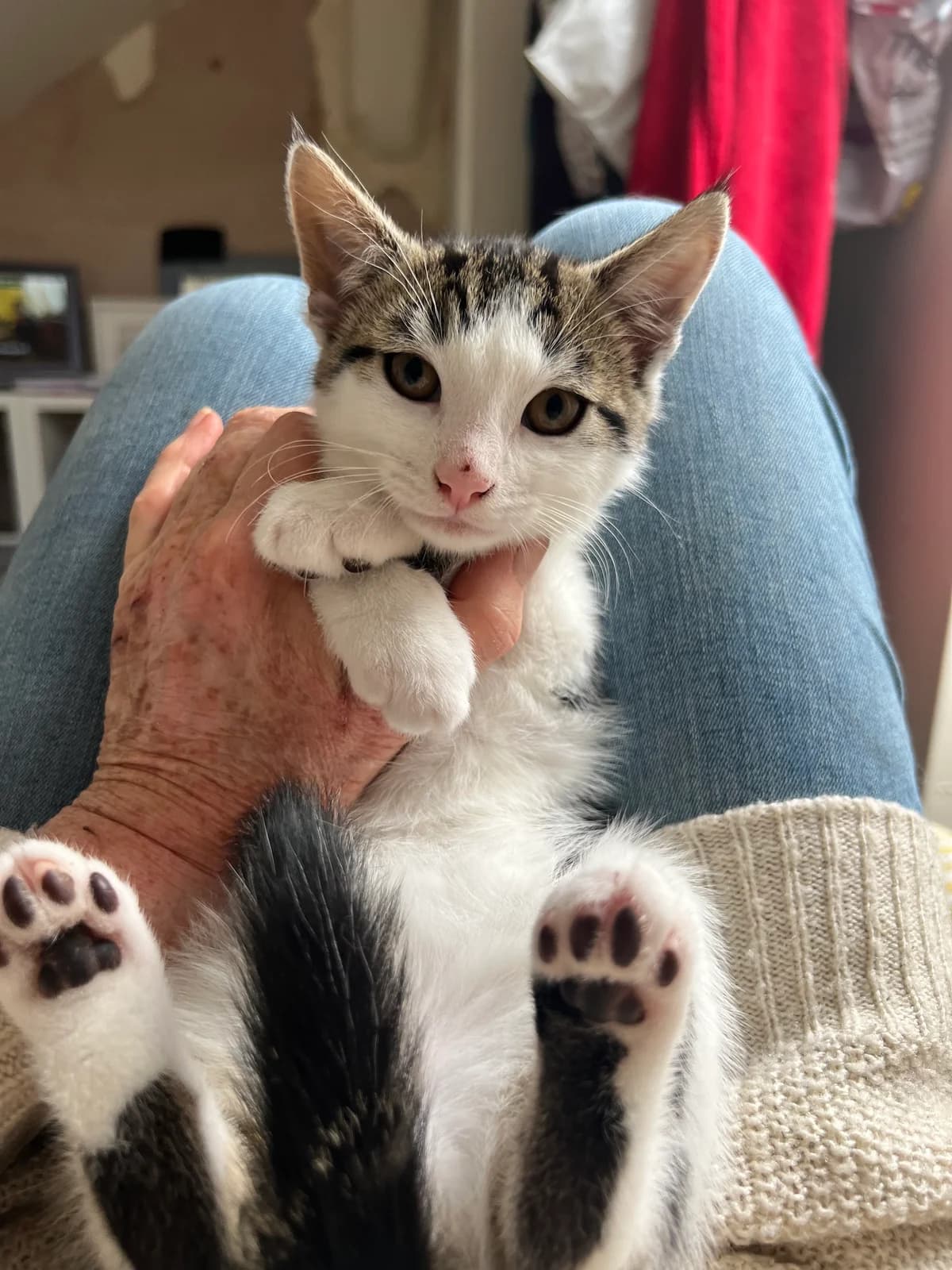 Alan, male Mixed Breed for adoption at RSPCA Lancashire East Branch