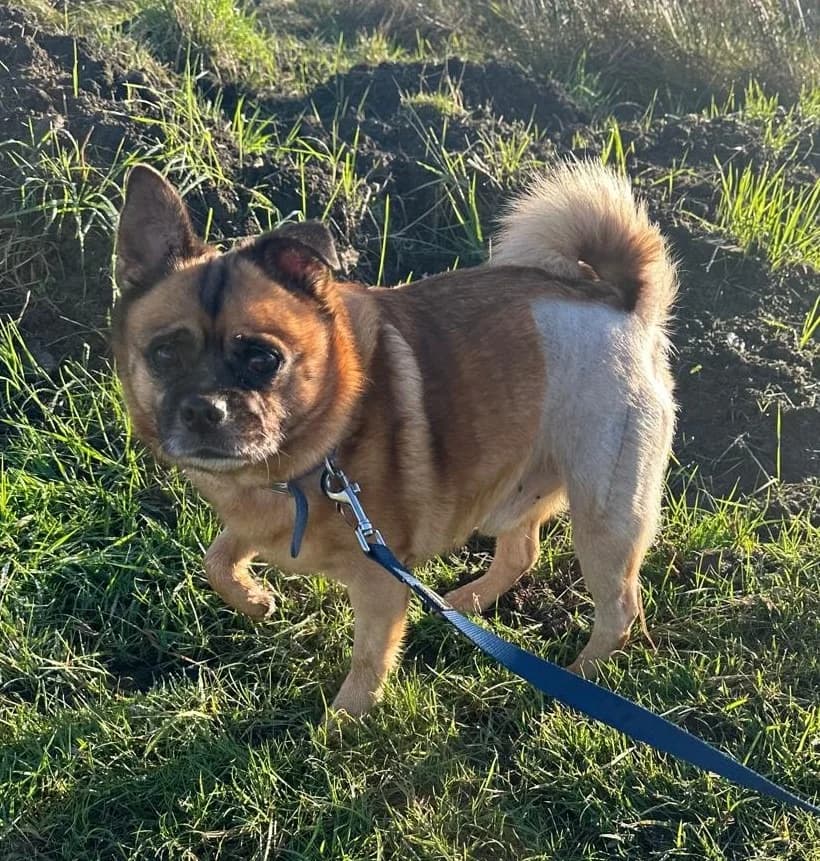 Barney, male Mixed Breed for adoption at RSPCA Lancashire East Branch