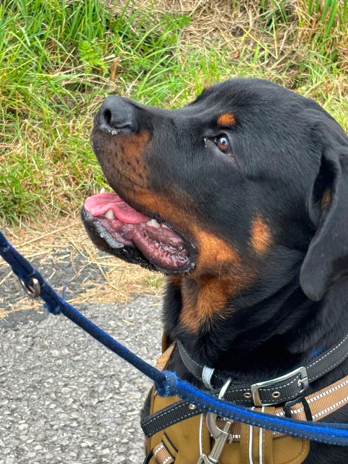 Bear, male Mixed Breed for adoption at RSPCA Lancashire East Branch