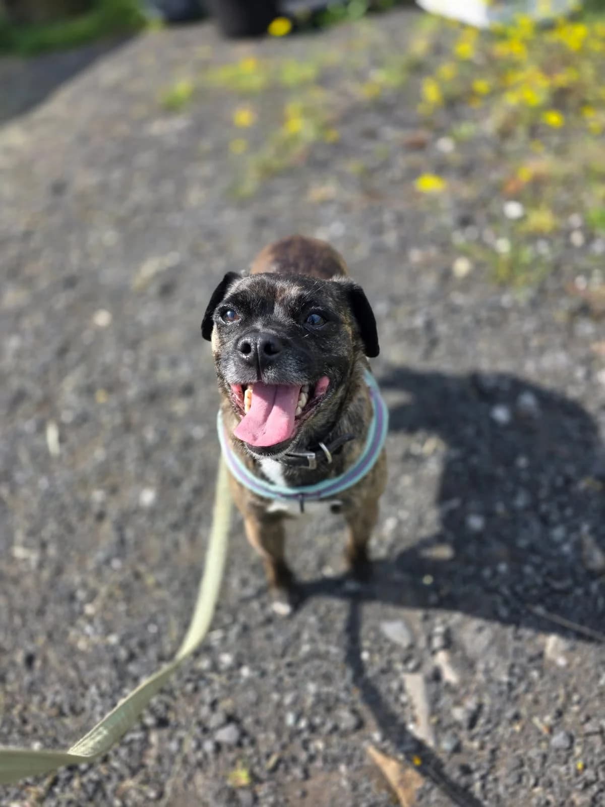 Cayde, male Mixed Breed for adoption at RSPCA Lancashire East Branch