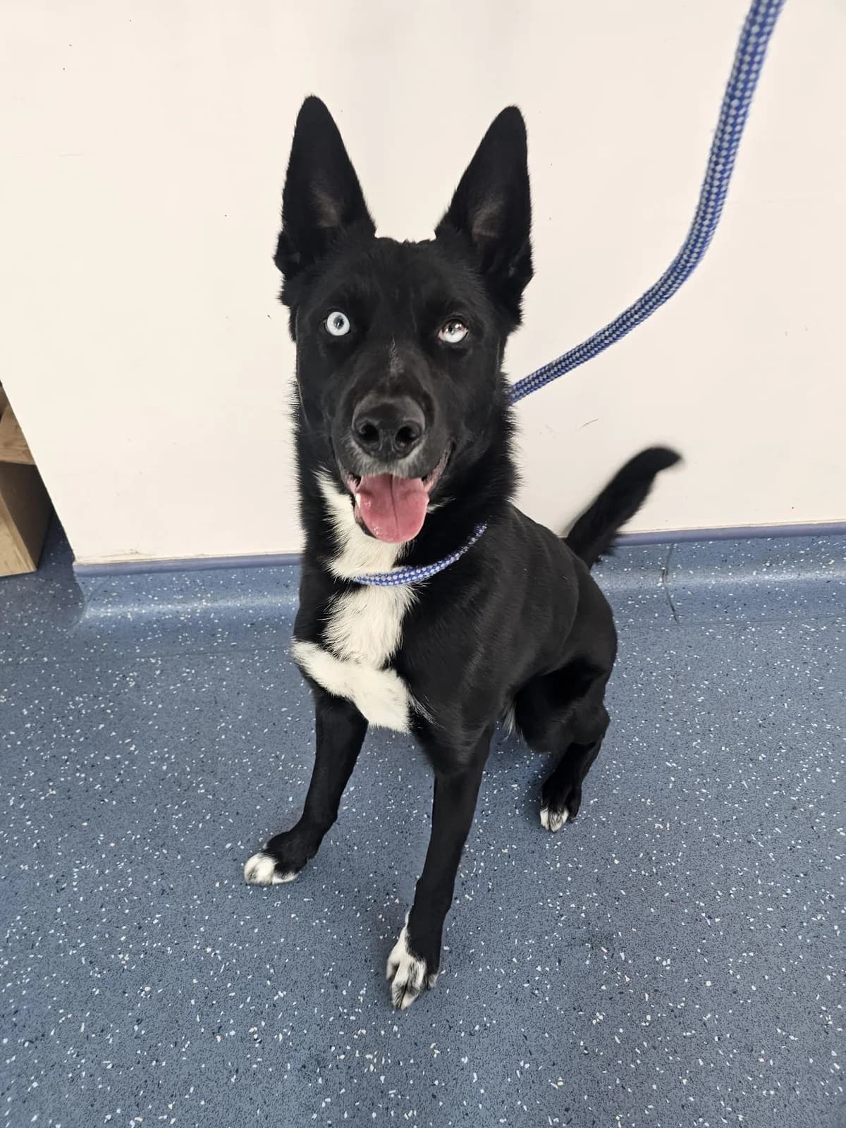 Beetlejuice, male Border Collie for adoption at RSPCA Lancashire East Branch