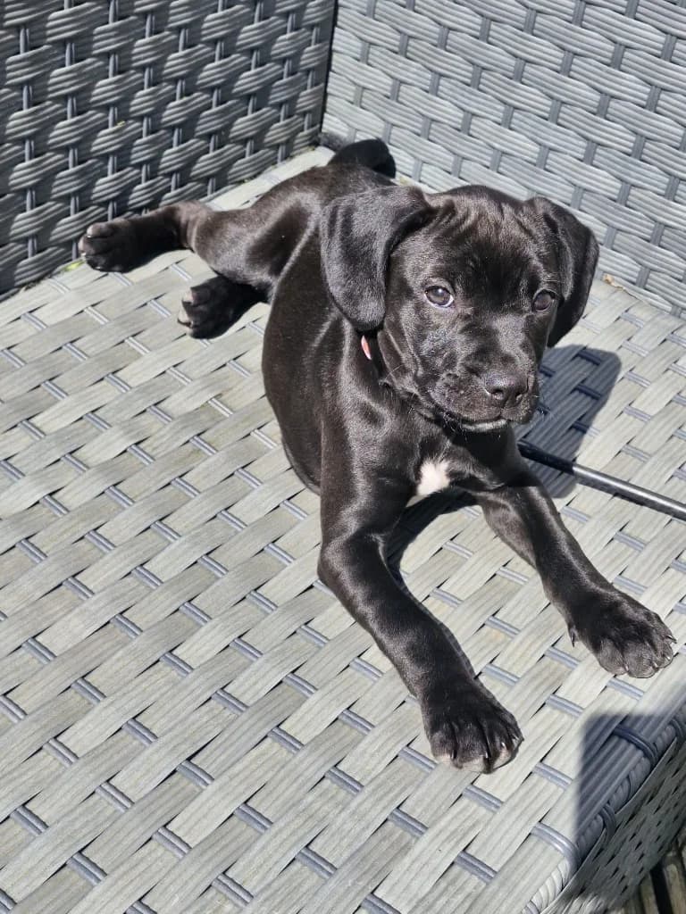 Luna, female Mixed Breed for adoption at RSPCA Lancashire East Branch