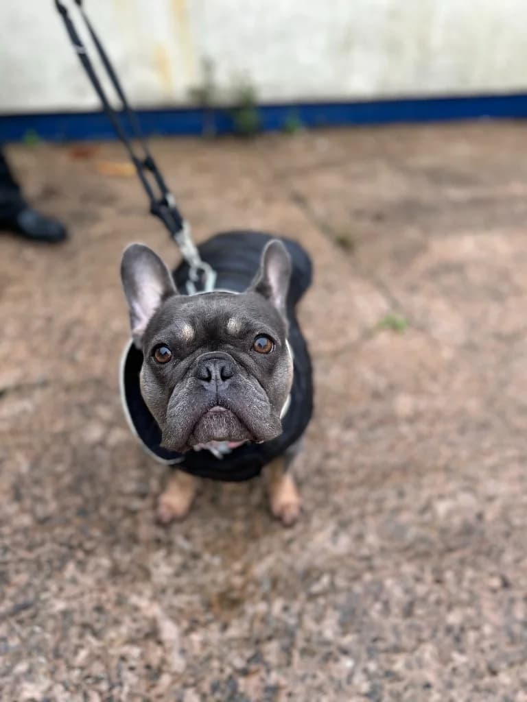 Lana, female Mixed Breed for adoption at RSPCA Lancashire East Branch