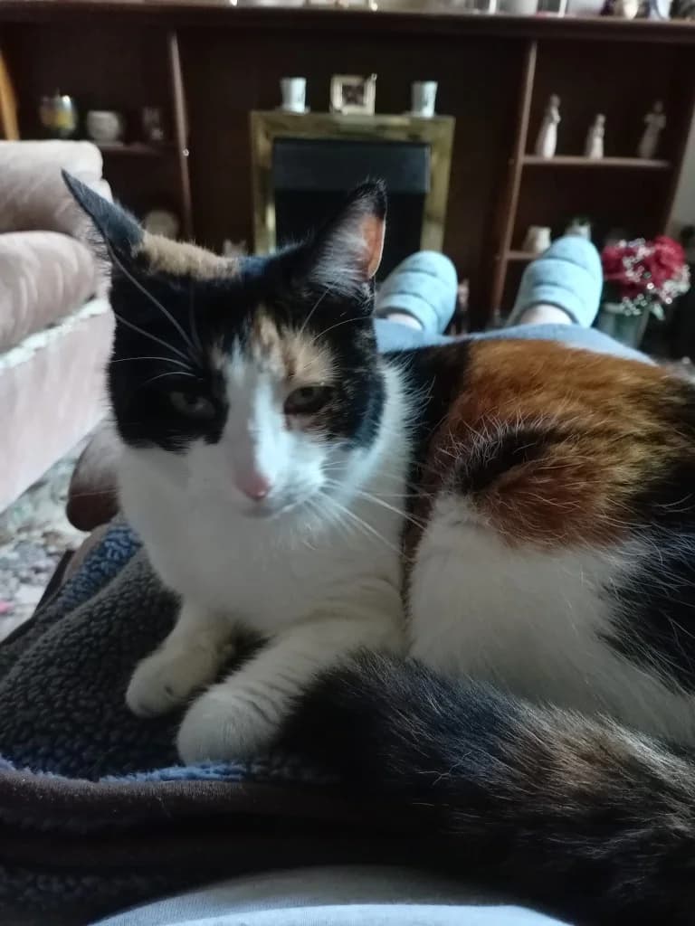Poppy, female Mixed Breed for adoption at RSPCA Lancashire East Branch