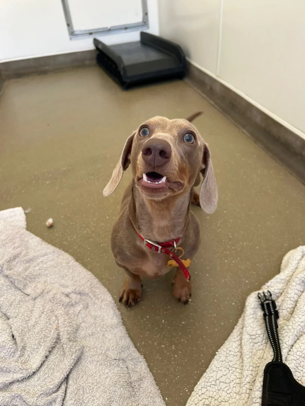 Enzo, male Mixed Breed for adoption at RSPCA Lancashire East Branch
