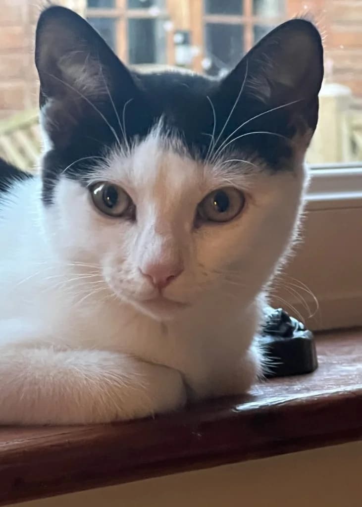 Buttercup, female Mixed Breed for adoption at RSPCA Lancashire East Branch