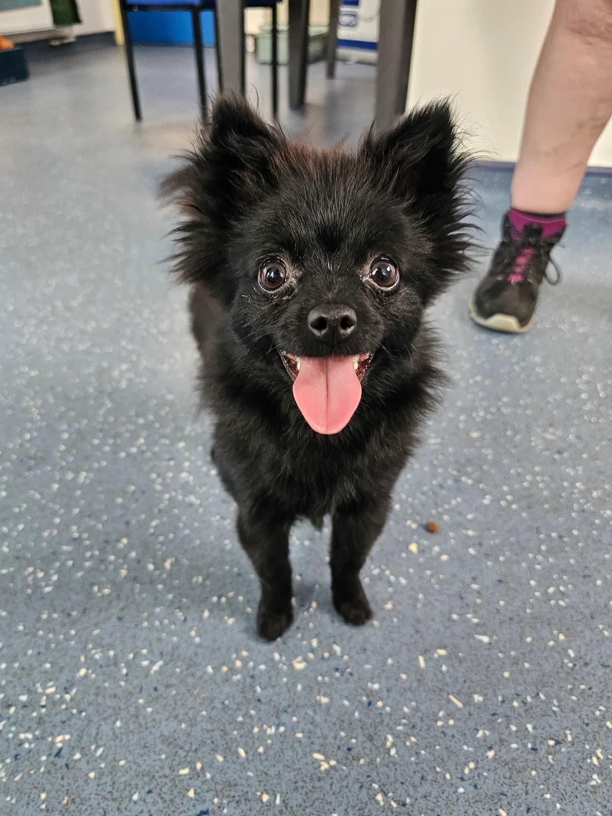 Bear, female Mixed Breed for adoption at RSPCA Lancashire East Branch