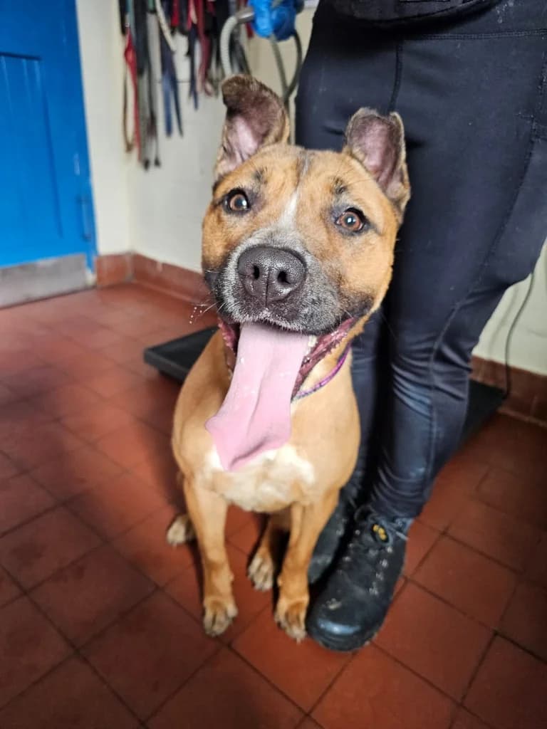 Bonnie, female Mixed Breed for adoption at RSPCA Lancashire East Branch