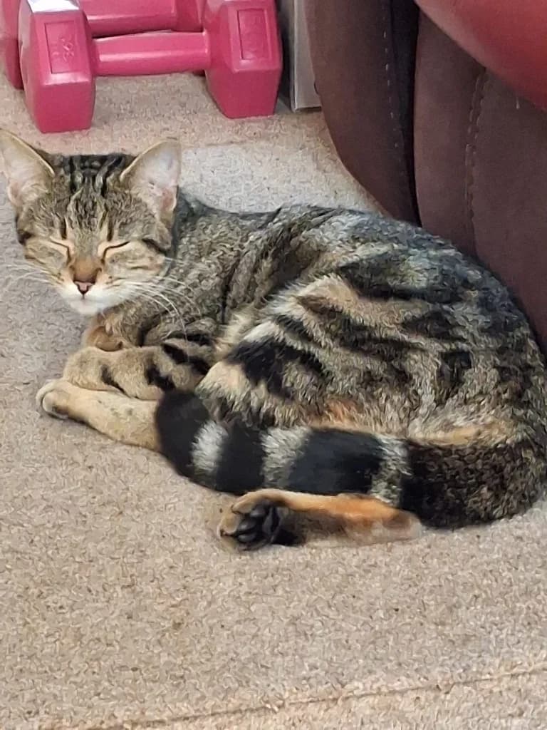 Marley, female Mixed Breed for adoption at RSPCA Lancashire East Branch