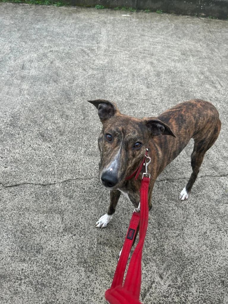 Charlie, male Mixed Breed for adoption at RSPCA Lancashire East Branch