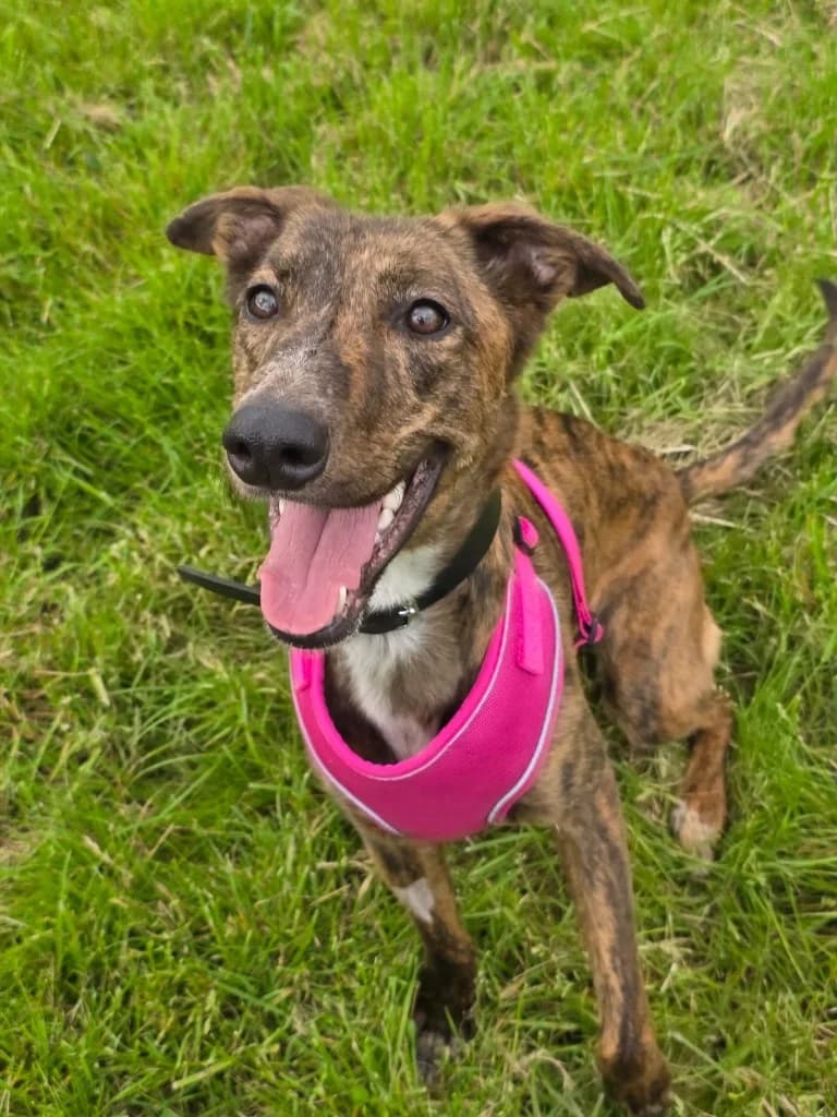 Daisy, female Mixed Breed for adoption at RSPCA Lancashire East Branch