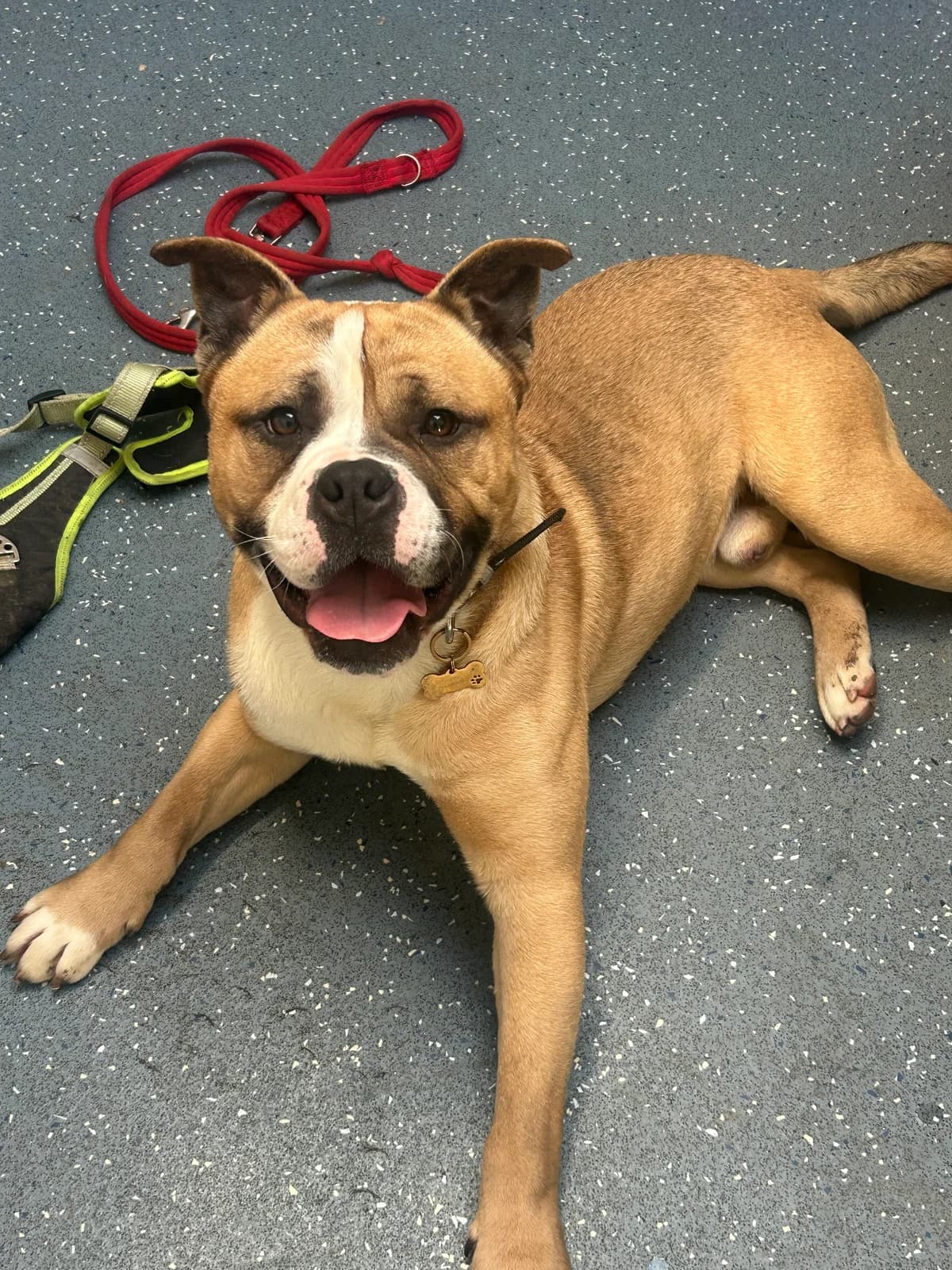 Tank, male Mixed Breed for adoption at RSPCA Lancashire East Branch